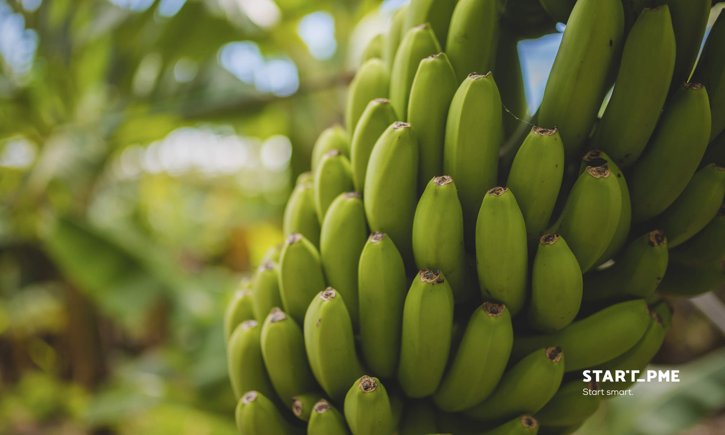 Exportação da Banana da Madeira cai