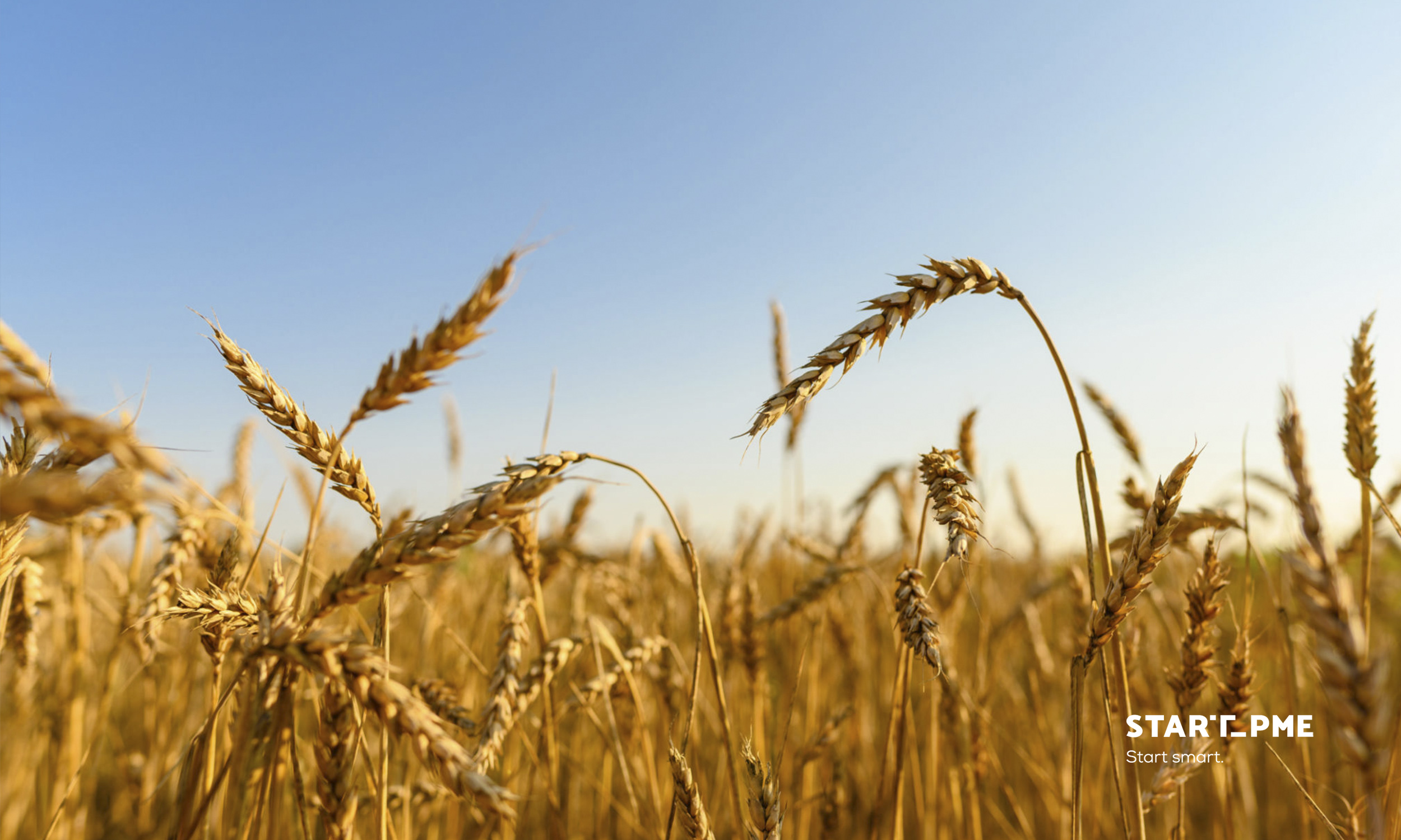Produção de cereais em Portugal pode sofrer quebra de 10% a 15% devido à seca